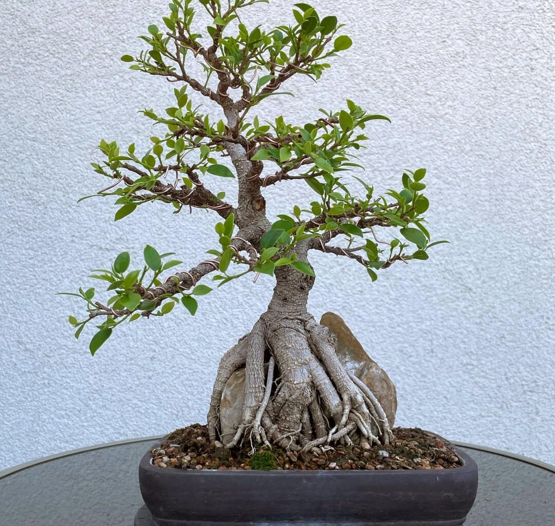 Mein Ficus-Bonsai. Vor 7 Jahren aus einem Steckling in Großbritannien gezogen. Jetzt auf meinem Balkon hier in Deutschland