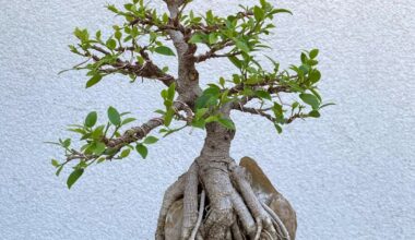 Mein Ficus-Bonsai. Vor 7 Jahren aus einem Steckling in Großbritannien gezogen. Jetzt auf meinem Balkon hier in Deutschland