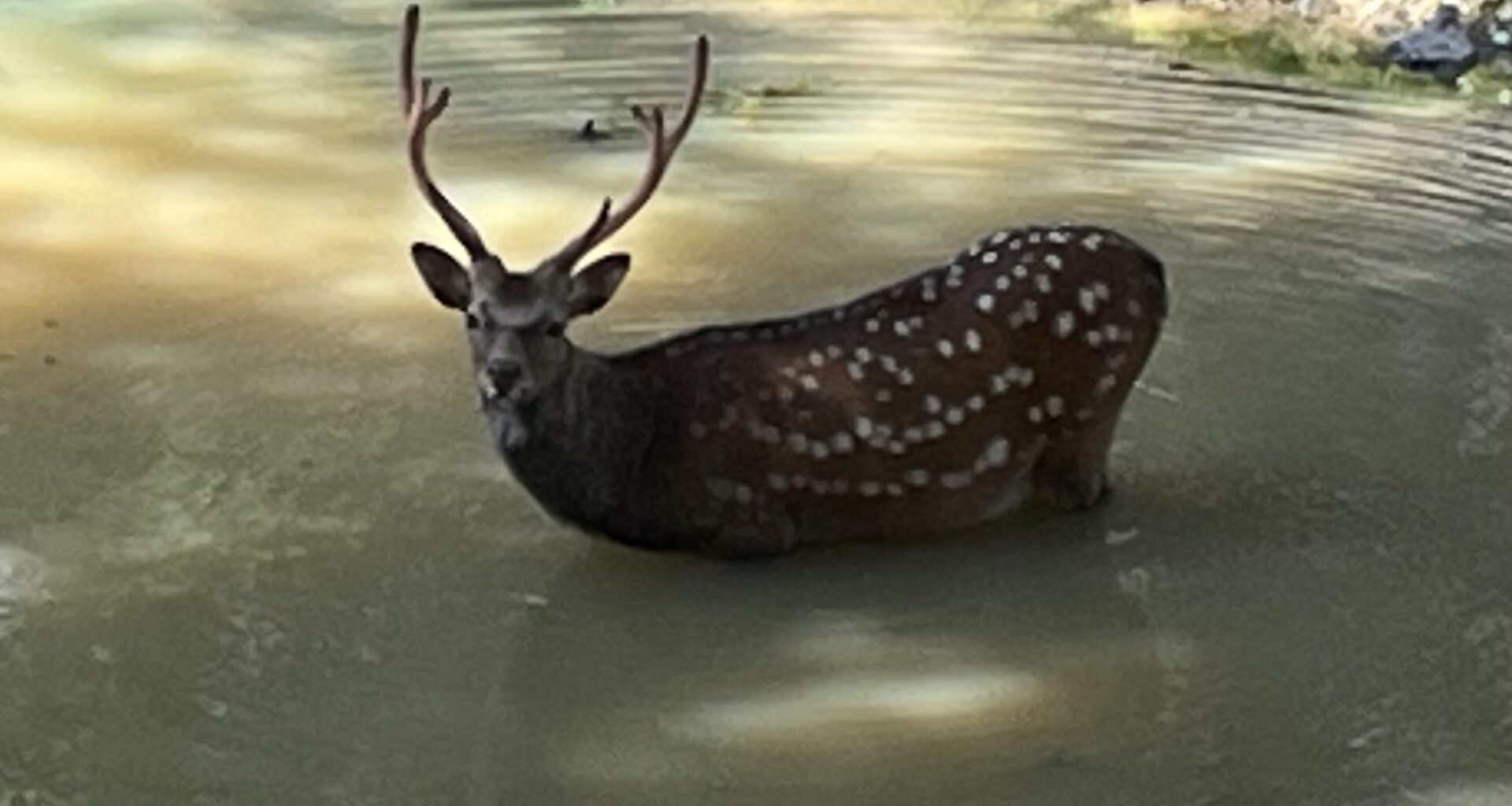 Badender Sikahirsch