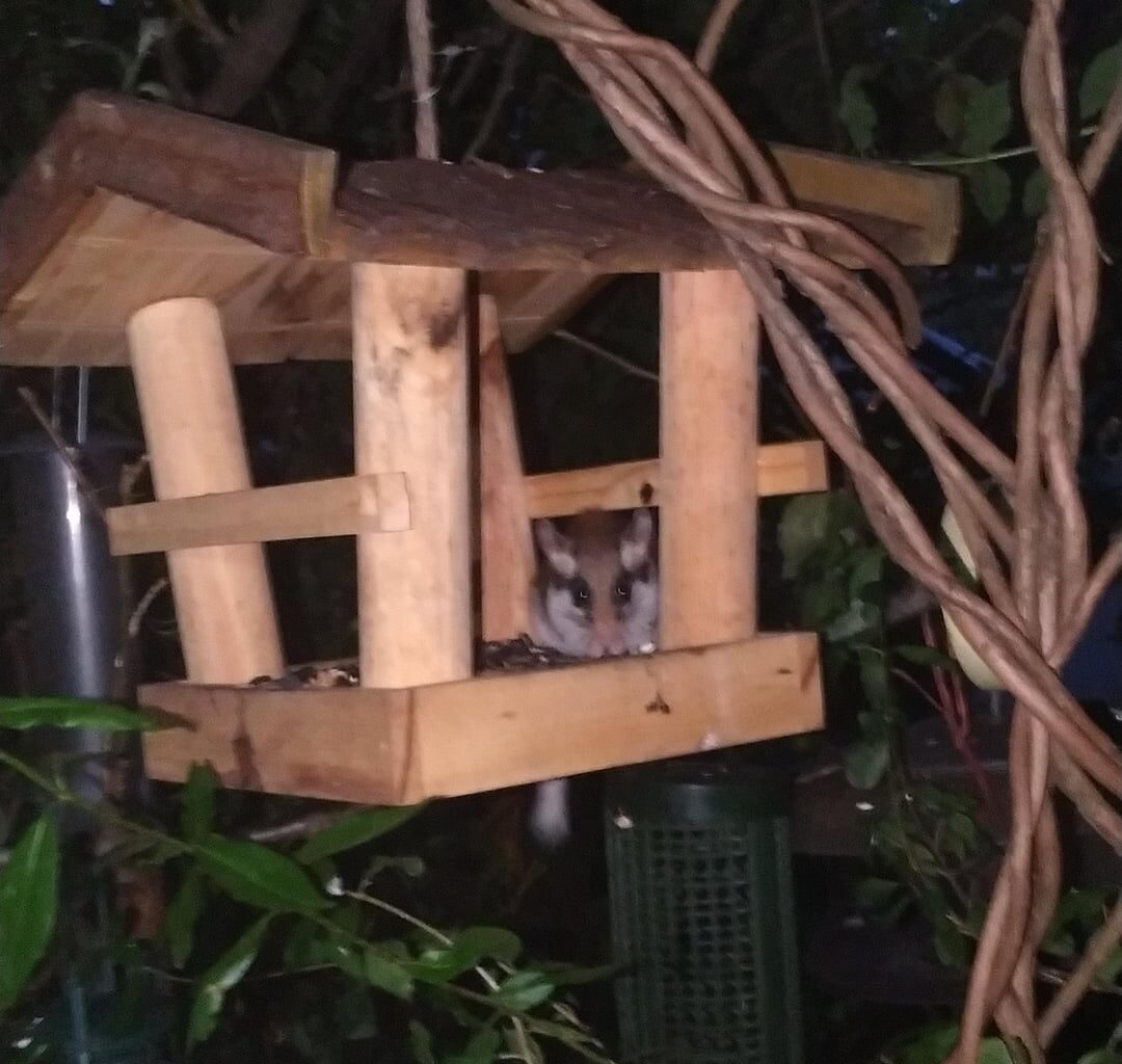Gartenschläfer bedient sich am Vogelhaus