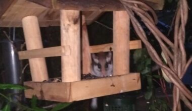 Gartenschläfer bedient sich am Vogelhaus