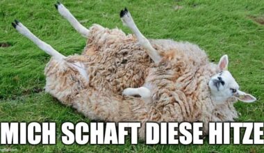 ich🐑iel