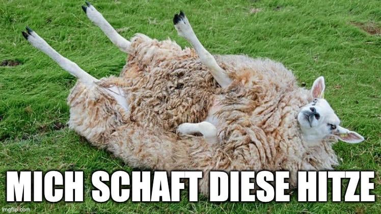 ich🐑iel
