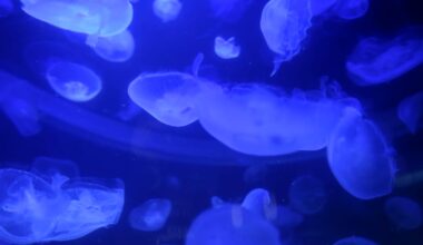 Jellyfish invasion shuts down reactors at French nuclear power station – POLITICO