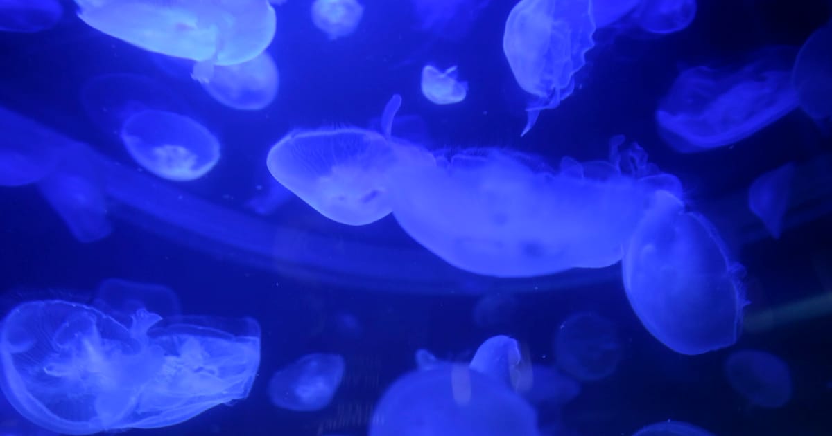 Jellyfish invasion shuts down reactors at French nuclear power station – POLITICO