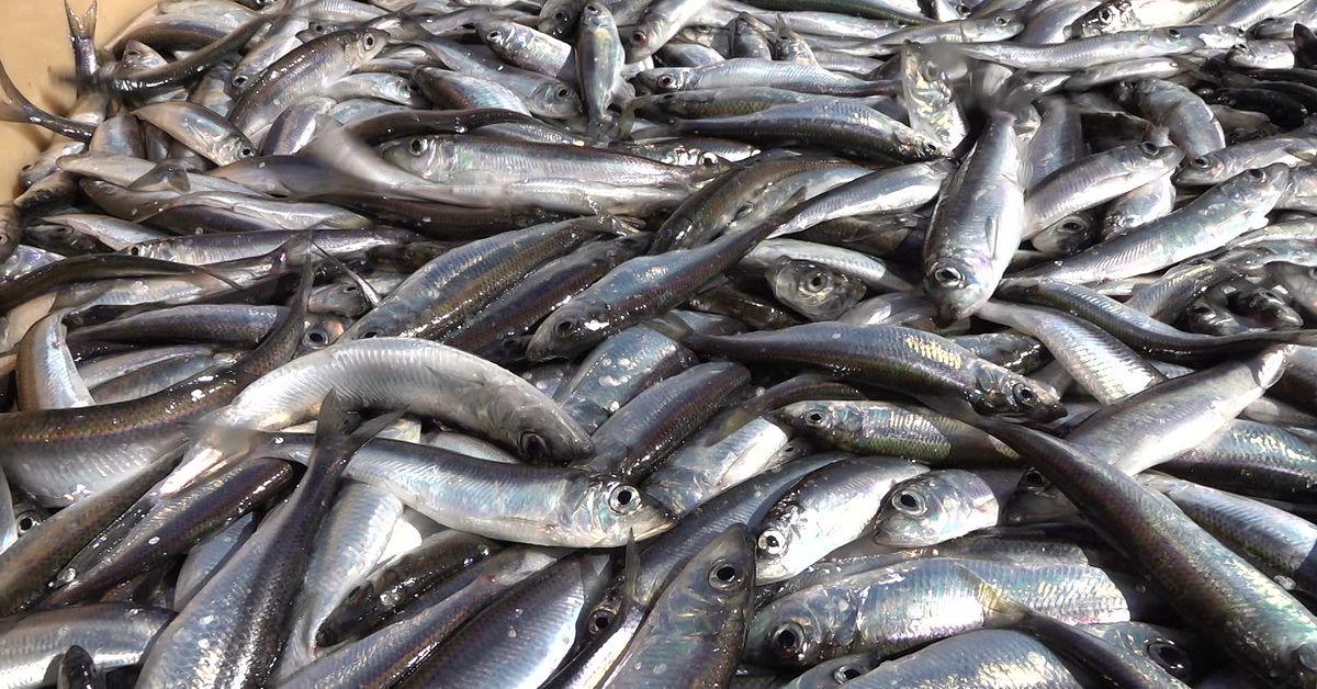 EU-kommissionen vill minska strömmingskvoten i Bottniska viken med 62 procent