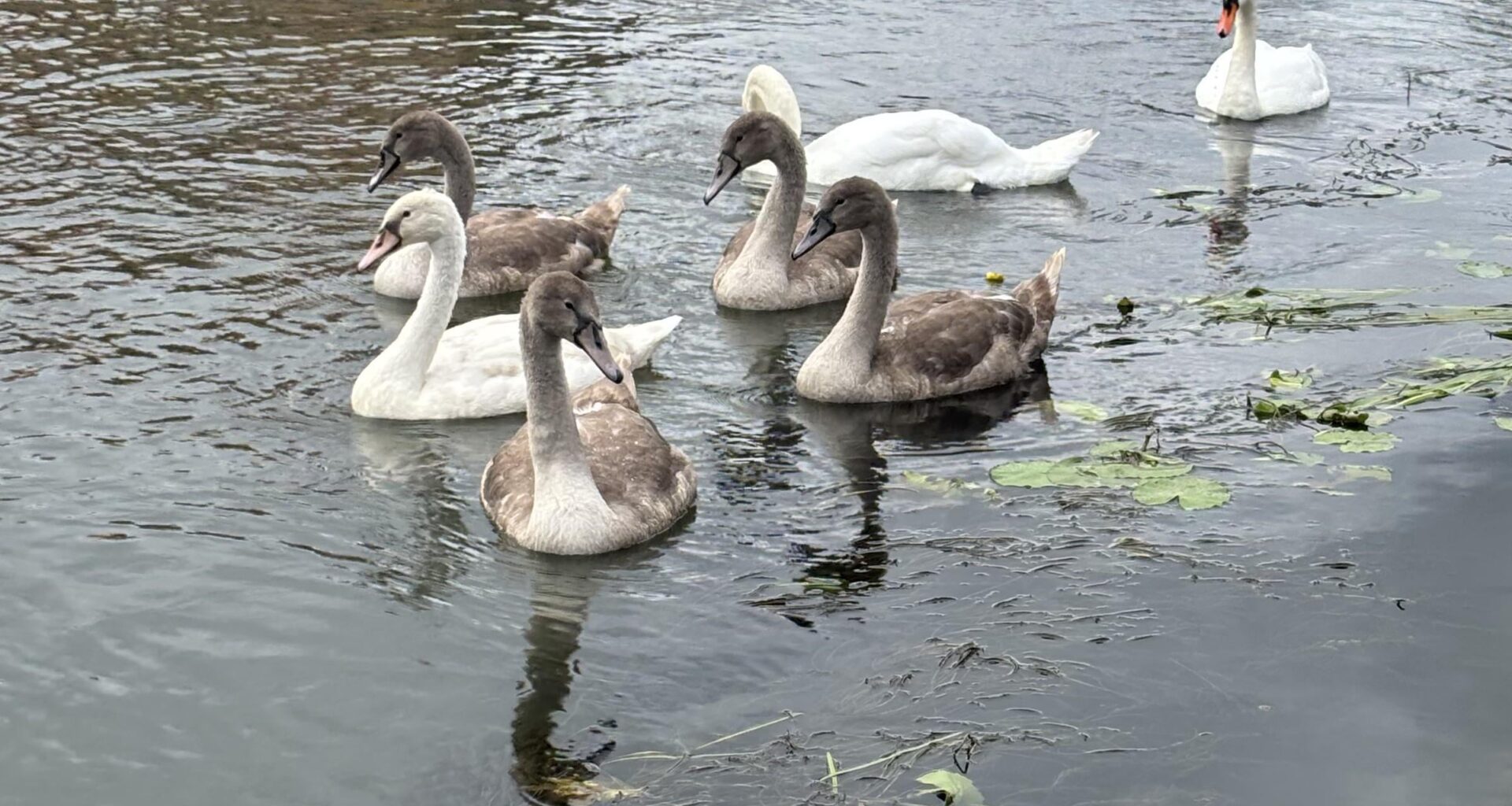 Schwanenfamilie