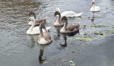 Schwanenfamilie