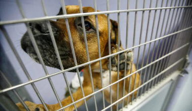 Some animal shelters in Canada are seeing more pet surrenders — because their owners can't afford them