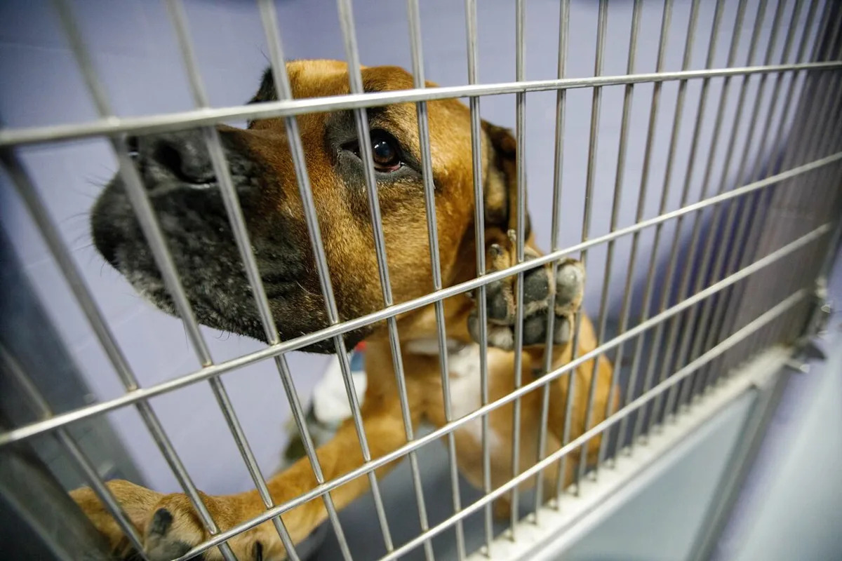 Some animal shelters in Canada are seeing more pet surrenders — because their owners can't afford them