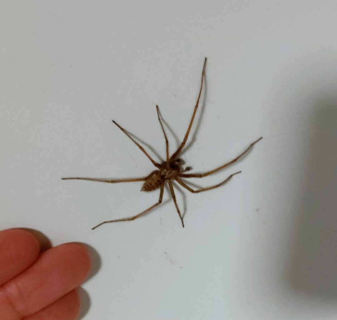 These have all visited my house over the past few days