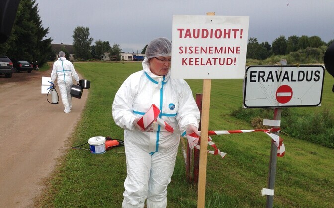 Estonia's African swine fever epidemic explained | News