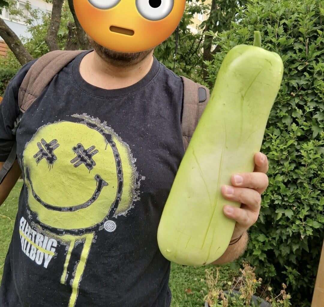 Habe Samen einer Chayote angepflanzt aber das bekommen. Laut gpt ist das ein Flaschenkürbis