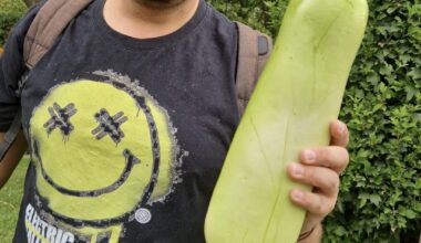 Habe Samen einer Chayote angepflanzt aber das bekommen. Laut gpt ist das ein Flaschenkürbis