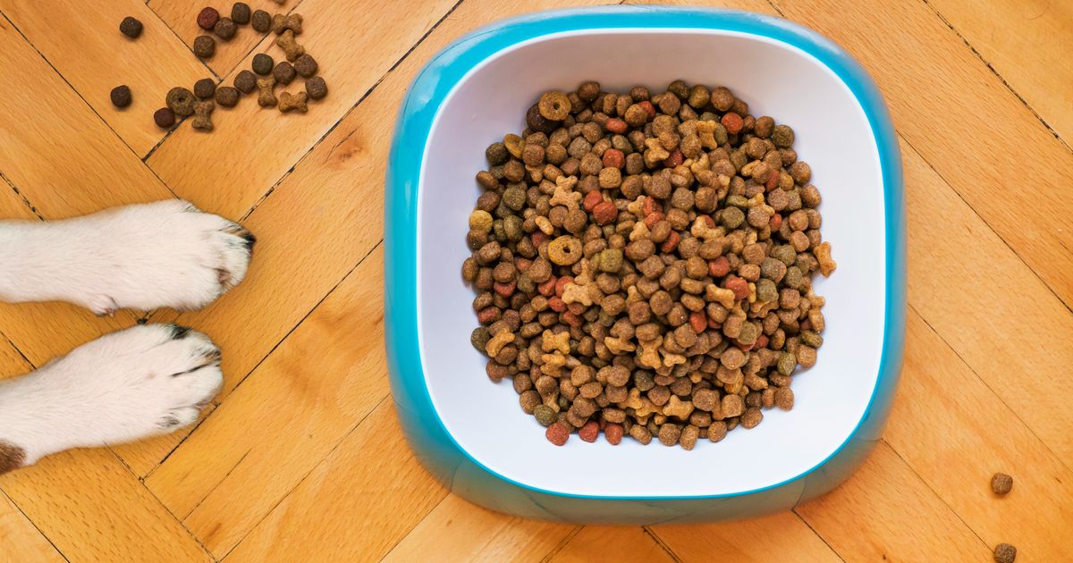 How your dog's diet affects climate change :: WRAL.com