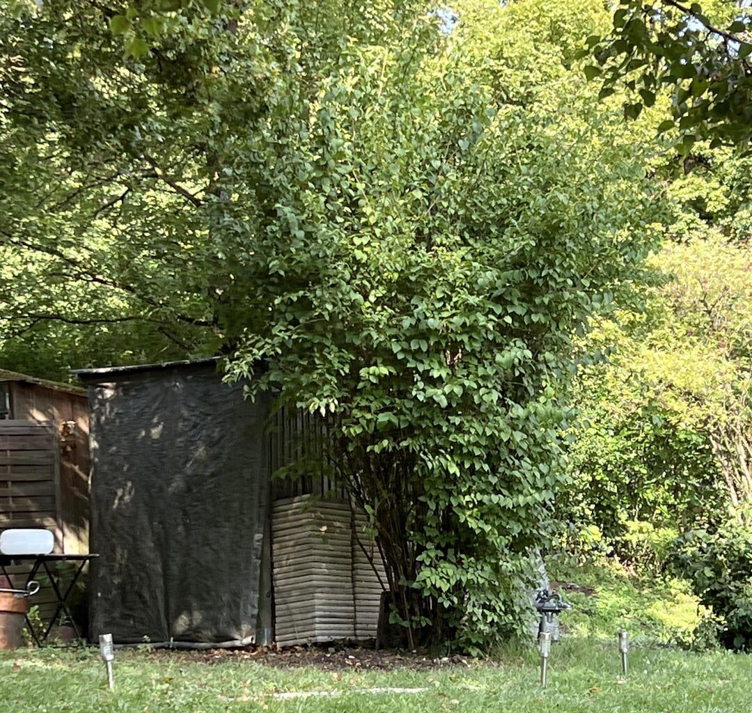 Hilfe bei Verjüngung / Rückschnitt großer alter Sträucher