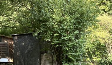 Hilfe bei Verjüngung / Rückschnitt großer alter Sträucher