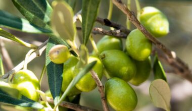 Climate change is changing agriculture: Will there soon be olive groves in Switzerland?