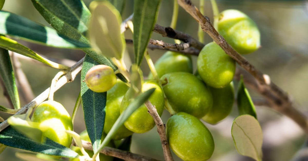 Climate change is changing agriculture: Will there soon be olive groves in Switzerland?
