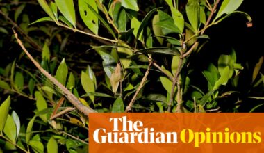 A huge stick insect has been discovered in Australia. Here’s why that’s important | Gwen Pearson