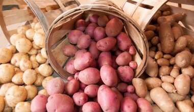 Agristo hosting “Taste of Belgium” to commemorate new presence in Grand Forks | The Mighty 790 KFGO