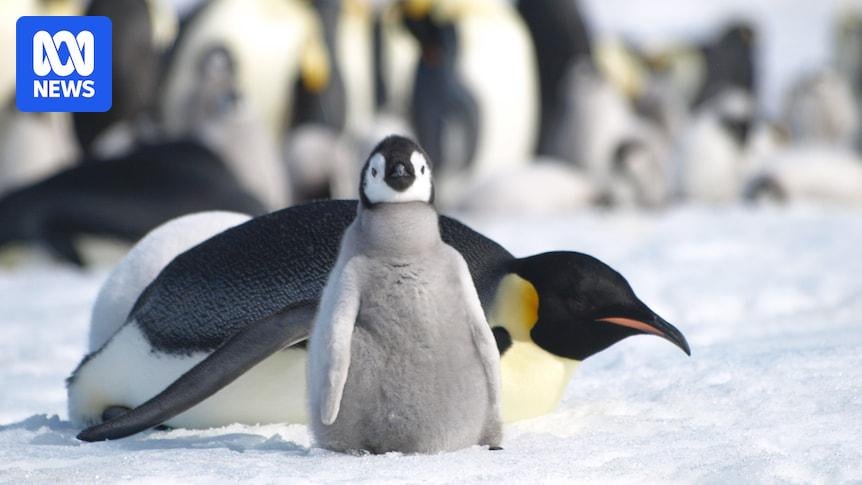Scientists warn of 'abrupt changes' taking place in Antarctica