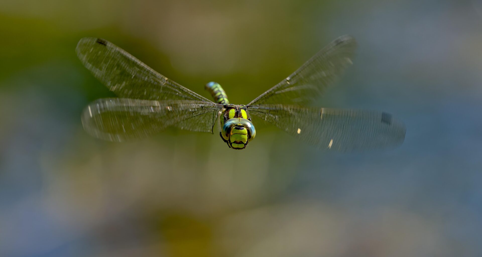 Libelle