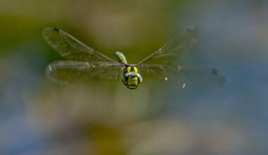 Libelle