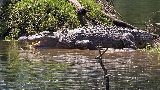 A saltwater crocodile. (AFP File)