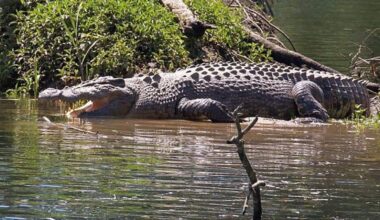 Sunderban crocodiles losing their nesting grounds due to climate change: Govt report | Kolkata