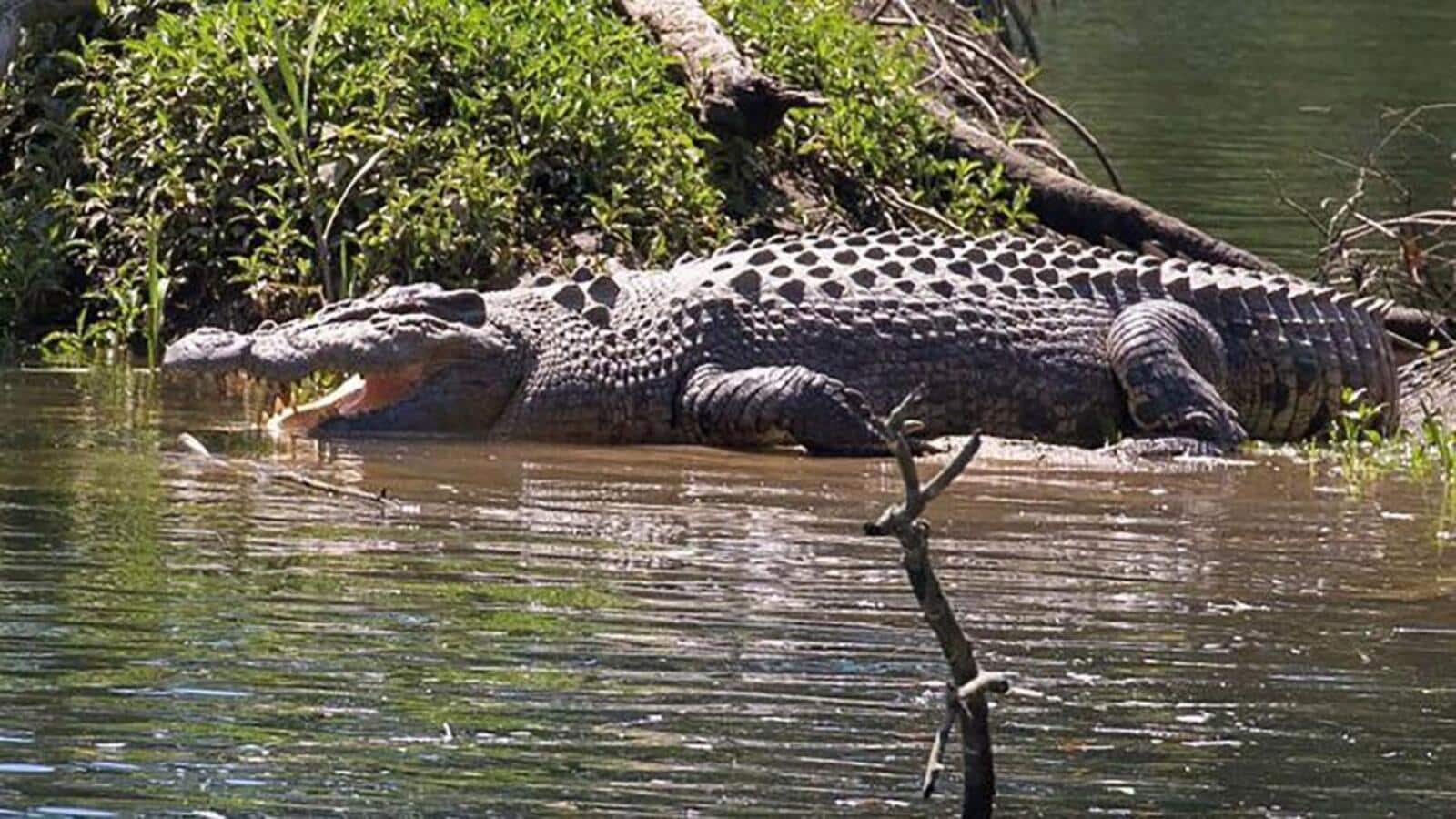 Sunderban crocodiles losing their nesting grounds due to climate change: Govt report | Kolkata