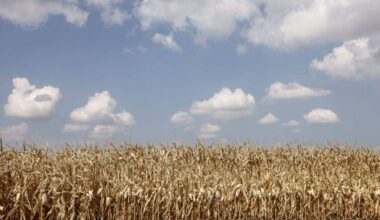 France : le conseil constitutionnel censure la réintroduction du pesticide acétamipride