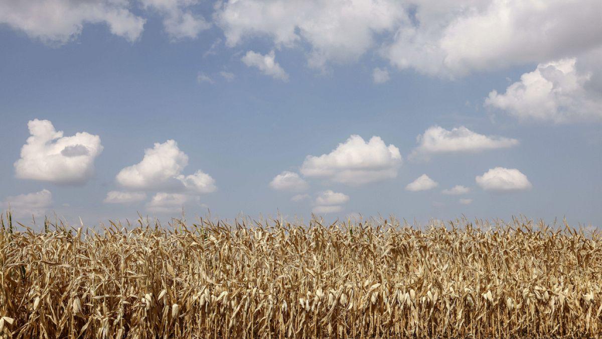 France : le conseil constitutionnel censure la réintroduction du pesticide acétamipride
