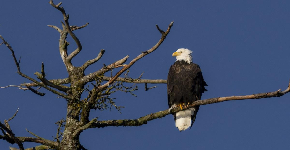 The twisted reason why the Trump administration claims to care about eagles. Interior Secretary Burgum wrote that wind-energy projects kill eagles. Stray cats, buildings, and cars are MUCH bigger threats to birds. And climate change — the very problem that wind energy is helping to fix.