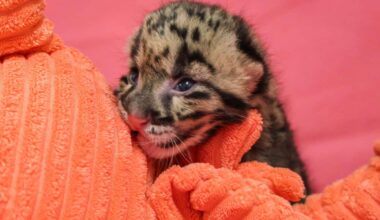 Rare Clouded Leopard Cub Born at Nashville Zoo Will Be Hand-Reared: 'Her Survival Is Critical'