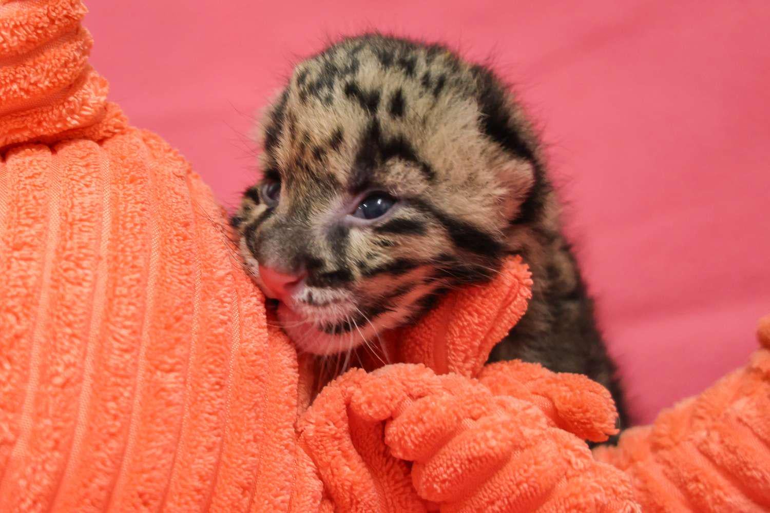 Rare Clouded Leopard Cub Born at Nashville Zoo Will Be Hand-Reared: 'Her Survival Is Critical'