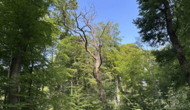 Moselle. Sarreinsming : forêt fermée, des arbres victimes du dérèglement climatique
