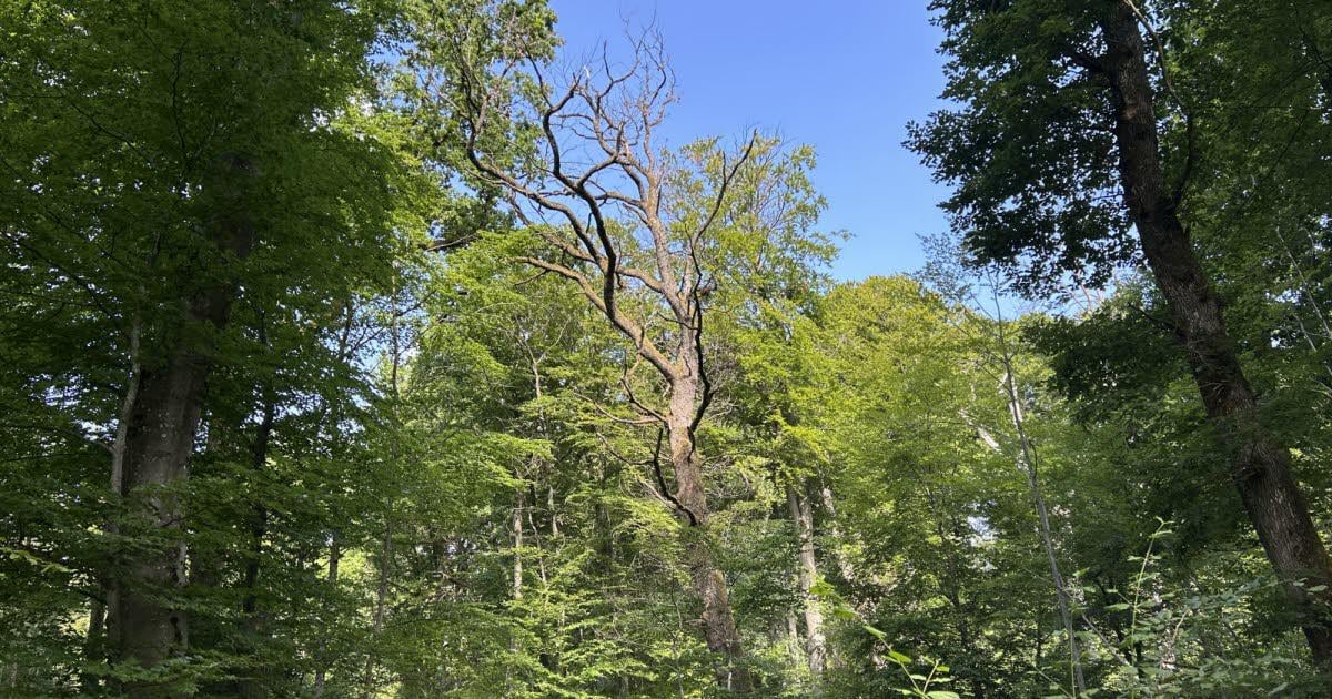 Moselle. Sarreinsming : forêt fermée, des arbres victimes du dérèglement climatique
