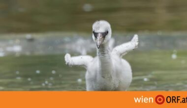 Flamingo-Nachwuchs in Schönbrunn