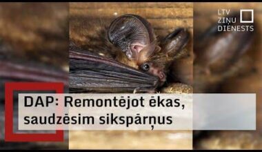 Ēku pārbūves vasarā apdraud sikspārņus; pamanot koloniju, darbi uz laiku jāpārtrauc