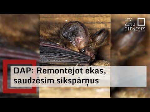 Ēku pārbūves vasarā apdraud sikspārņus; pamanot koloniju, darbi uz laiku jāpārtrauc
