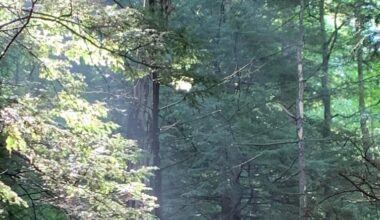 Think How Much Climate Progress We Could Make If We Protected The World's Forests