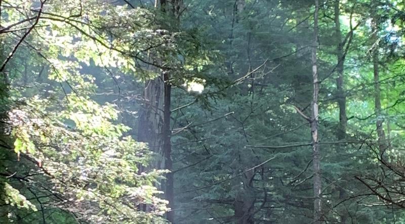 Think How Much Climate Progress We Could Make If We Protected The World's Forests