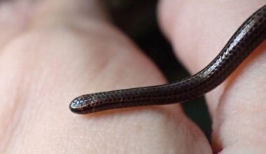 Barbados Threadsnake, thought to be extinct, has been rediscovered under a rock after nearly two decades