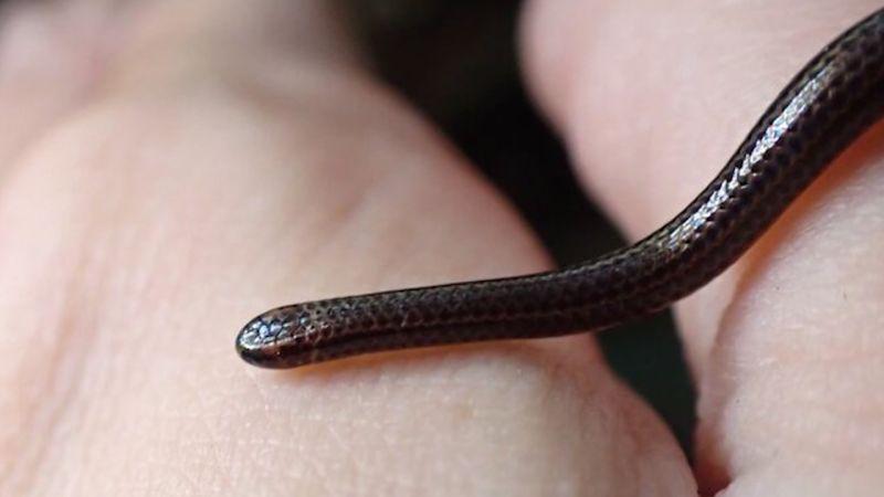 Barbados Threadsnake, thought to be extinct, has been rediscovered under a rock after nearly two decades