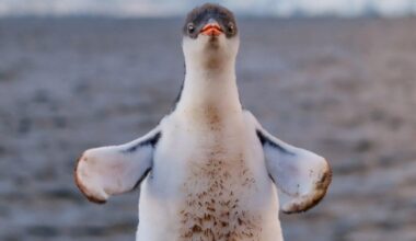 Surging tourism is polluting Antarctica, a fresh blow for one of Earth's most pristine environments already threatened by human-driven climate change.