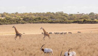 Australia’s luxury Monarto Safari Resort offers African wildlife experience