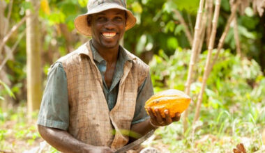 Cocoa overtakes crude oil in Nigeria–Belgium trade: A turning point for sustainable economic diversification