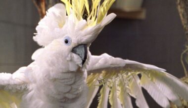 Australian Parrots Perform 30 Dance Moves, With 17 New to Science : ScienceAlert