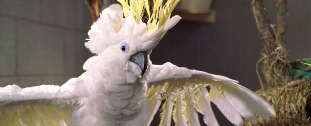 Australian Parrots Perform 30 Dance Moves, With 17 New to Science : ScienceAlert